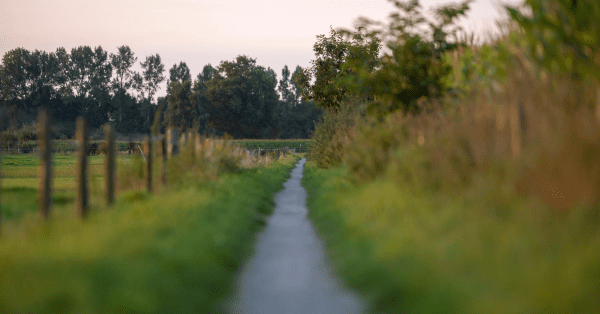 Retirement planning symbolized by a peaceful rural path surrounded by greenery, representing the journey toward financial freedom.